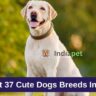 Best 37 Cute Dogs Breeds In India