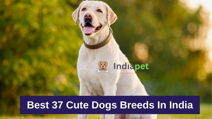 Best 37 Cute Dogs Breeds In India