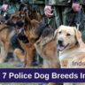 Best 7 Police Dog Breeds In India