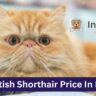 Persian Cat Price In India