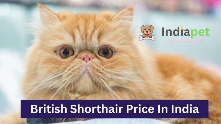 Persian Cat Price In India