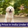 Dog Price in India Under 5000