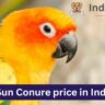 Sun Conure price in India 2023