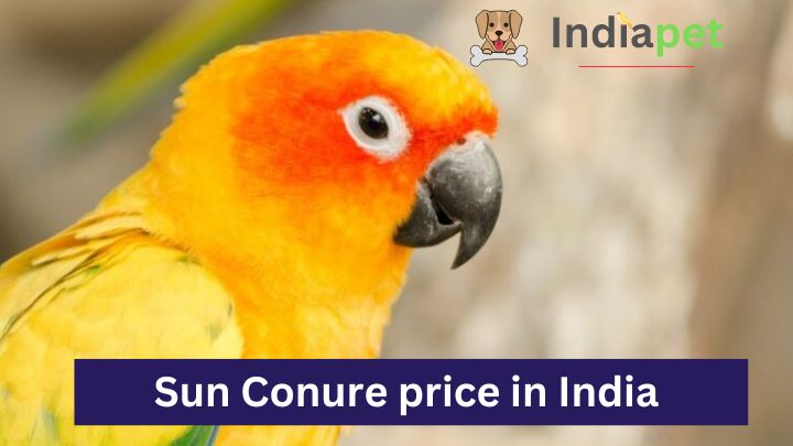 Sun Conure price in India 2023