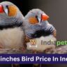 Finches Bird Price In India