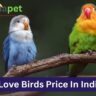 Love Birds Price In India