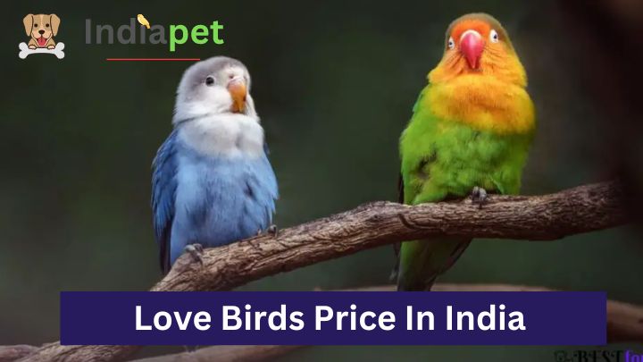 Love Birds Price In India