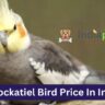 Cockatiel Bird Price In India