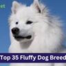 Top 35 Fluffy Dog Breeds -