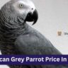 African Grey Parrot Price In India