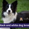 Black and white dog breeds