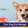 Can Dog Eat Mango