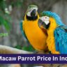 Macaw Parrot Price In India