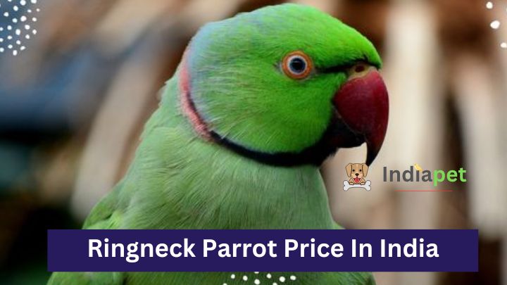 Ringneck Parrot Price In India