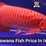 Arowana Fish Price In India