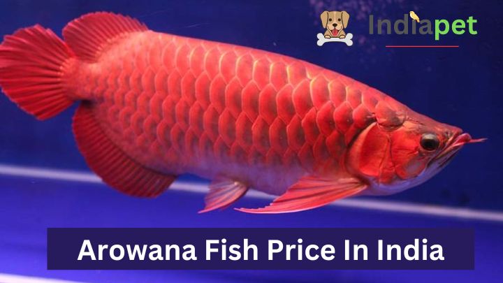 Arowana Fish Price In India