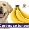 Can dogs eat bananas