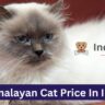 Himalayan Cat Price In India