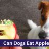 Can Dogs Eat Apple