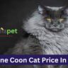 Maine Coon Cat Price In India