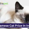 Siamese Cat Price In India