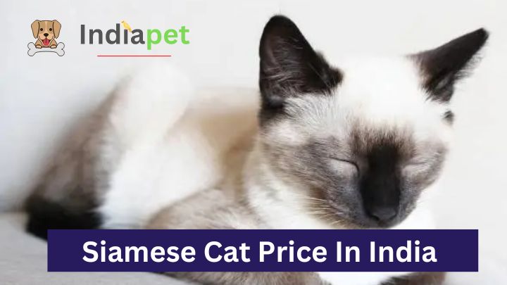 Siamese Cat Price In India