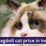 Ragdoll cat price in India 2023