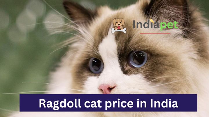 Ragdoll cat price in India 2023