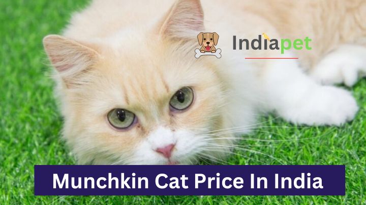 Munchkin Cat Price In India