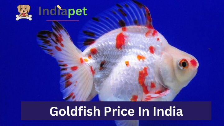Goldfish Price In India