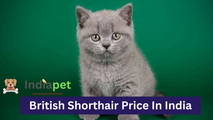 British Shorthair Price In India