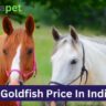 Best 07 Racing Horse Price In India