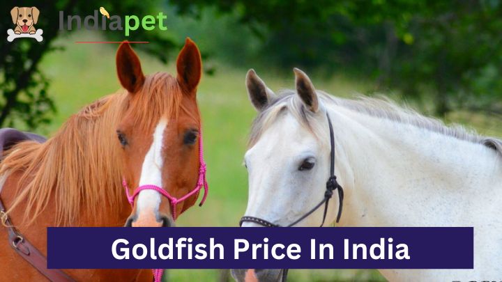 Best 07 Racing Horse Price In India