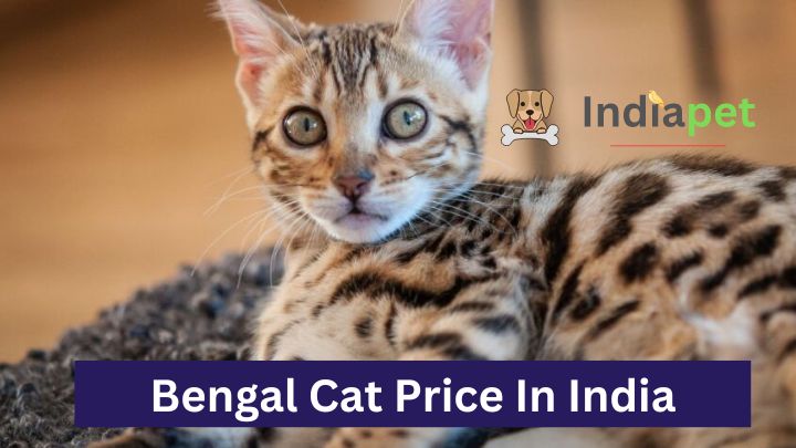 Bengal Cat Price In India