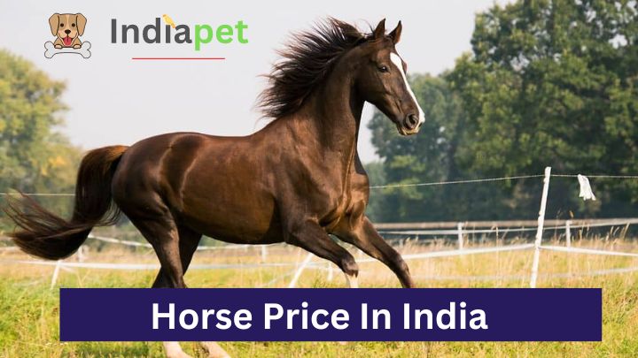 Horse Price In India