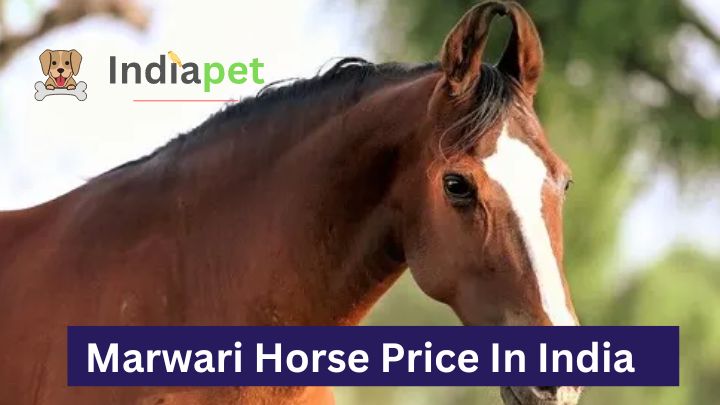 Marwari Horse Price In India