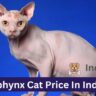 Siberian Cat Price In India