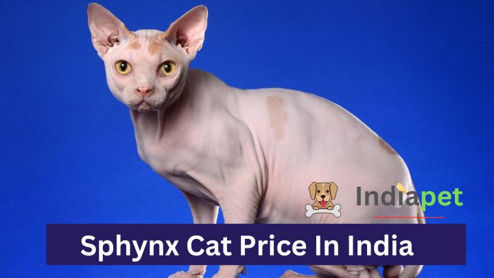 Siberian Cat Price In India