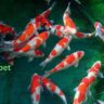 Koi Fish Price In India 2023