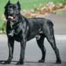 Cane Corso price in India