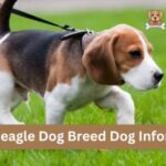 Adult Beagle Dog Breed Dog Information