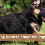 Baby German Shepherd Puppy