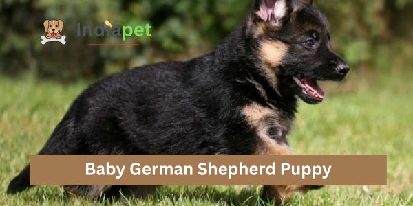 Baby German Shepherd Puppy