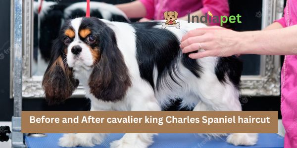 Before and After cavalier king Charles Spaniel haircut