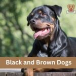 Black and Brown Dogs