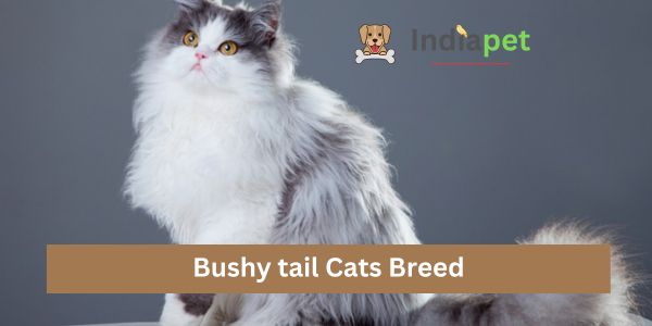 Bushy tail Cats Breed