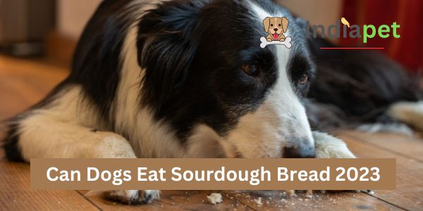 Can Dogs Eat Sourdough Bread 2023