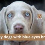 Grey dogs with blue eyes breed