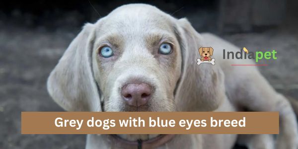 Grey dogs with blue eyes breed