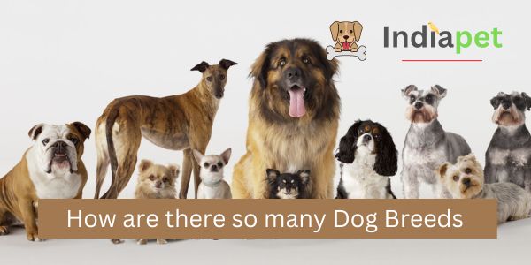 How are there so many Dog Breeds